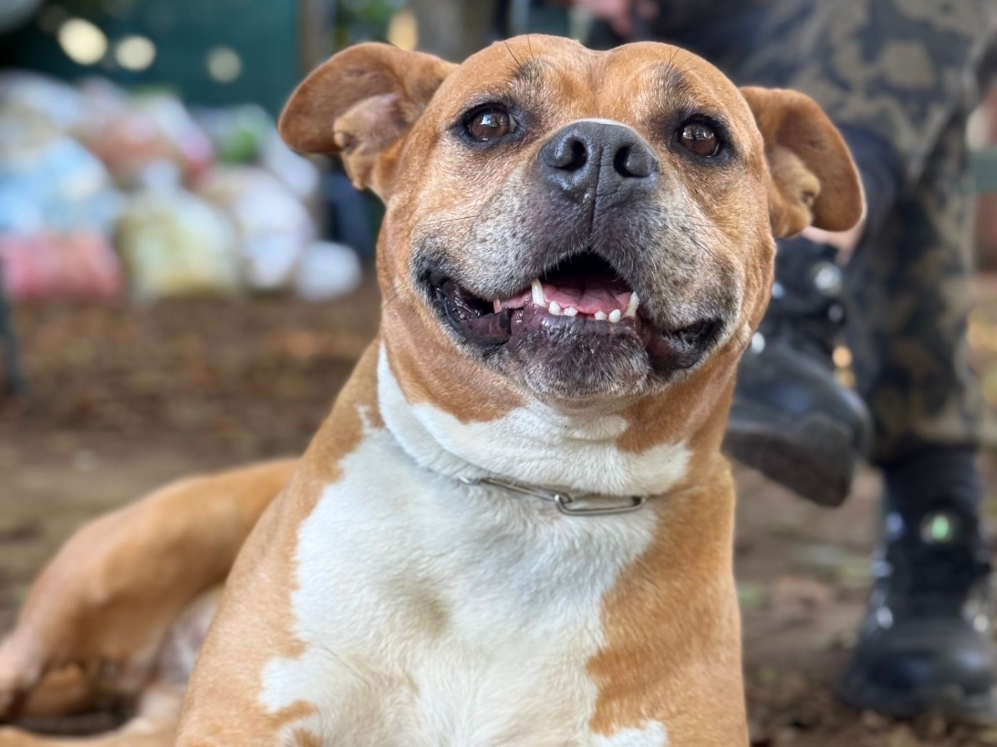 Adotta un cane, taglia grande, femmina, Milano