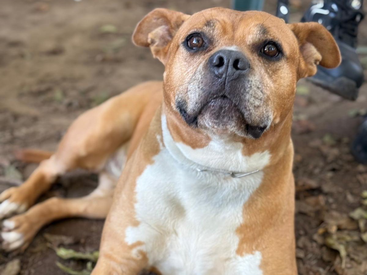 Adozione cane, femmina, Razza sconosciuta Razza sconosciuta, 8 anni e 1 mese, taglia grande, Milano