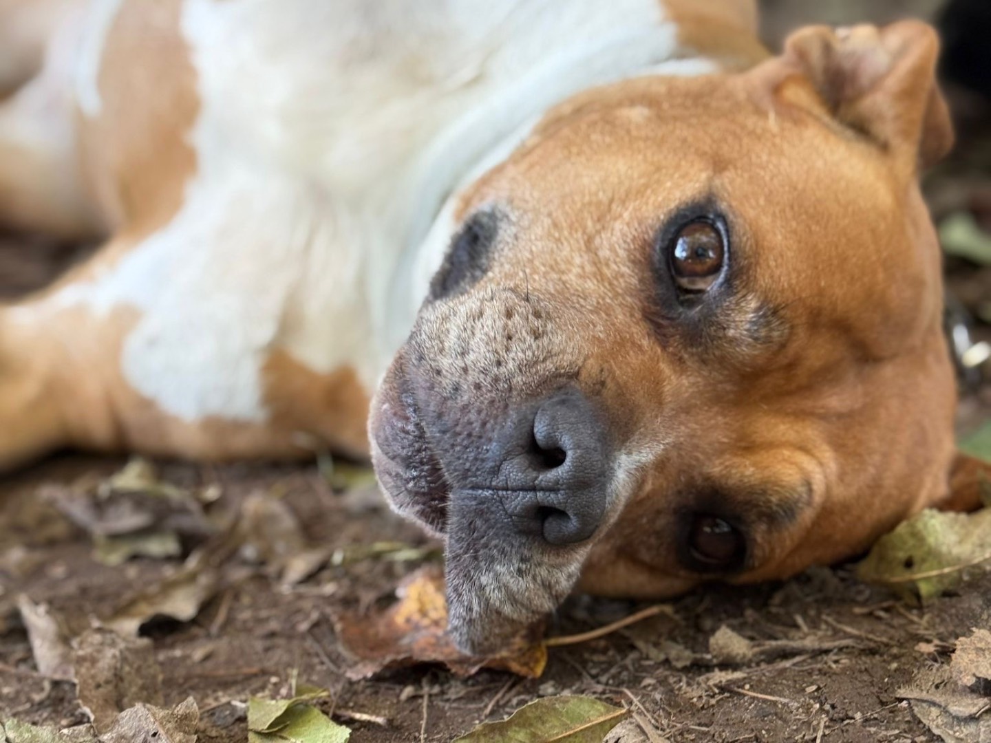 Adotta un cane, femmina, 8 anni e 1 mese, Milano