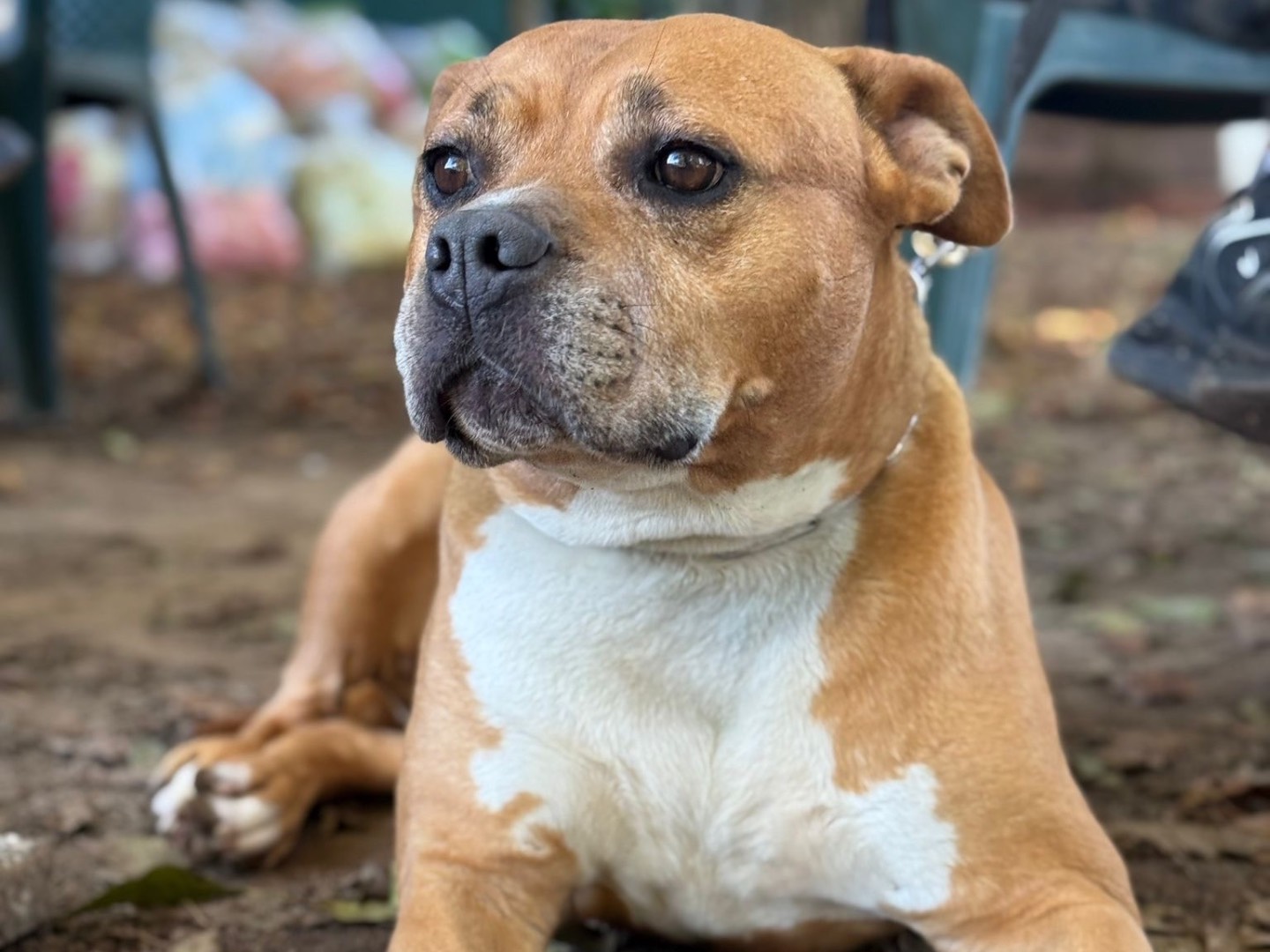 Vuoi adottare un cane a Milano?