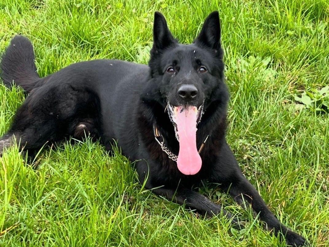 Adozione cane, maschio, Pastore tedesco Razza sconosciuta, 4 anni e 11 mesi, taglia grande, Milano