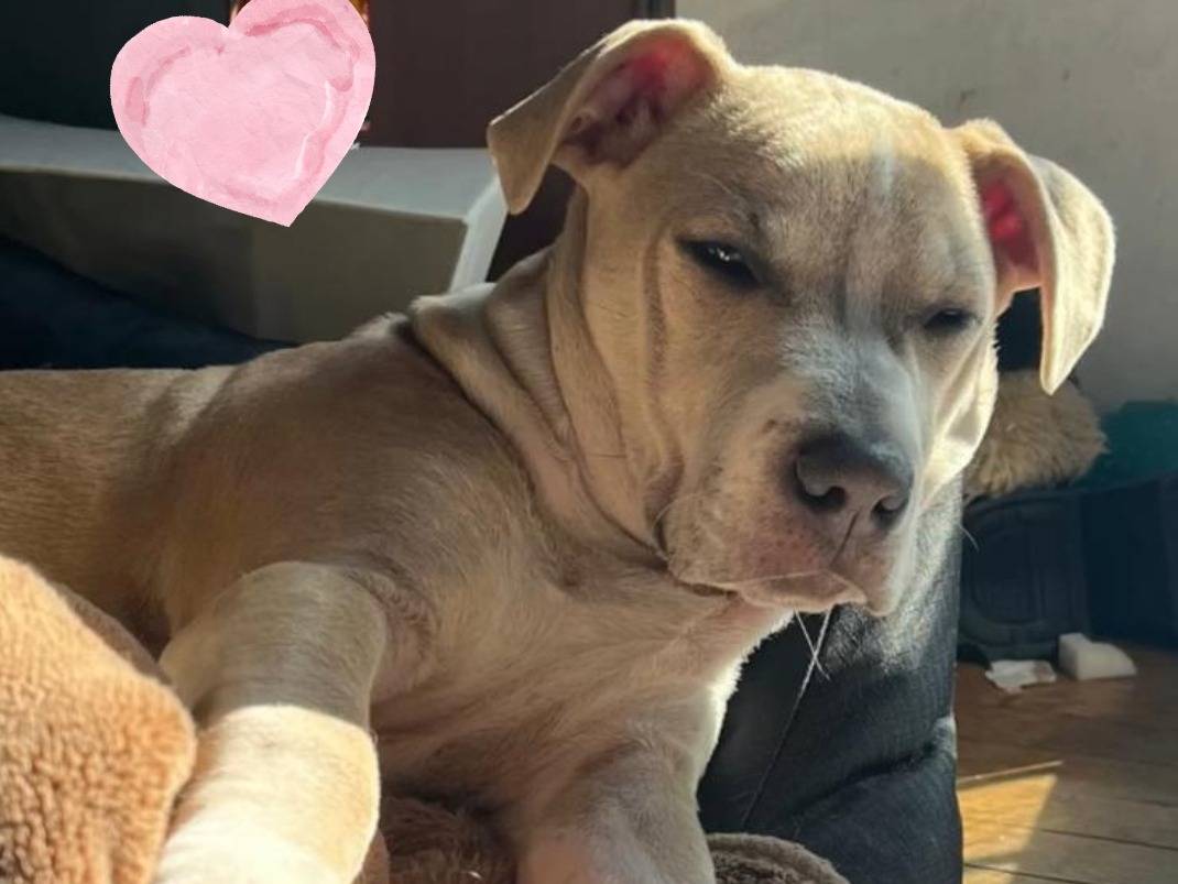 Adozione cane, femmina, Amstaff Razza sconosciuta, 1 anno e 1 mese, taglia media, Padova