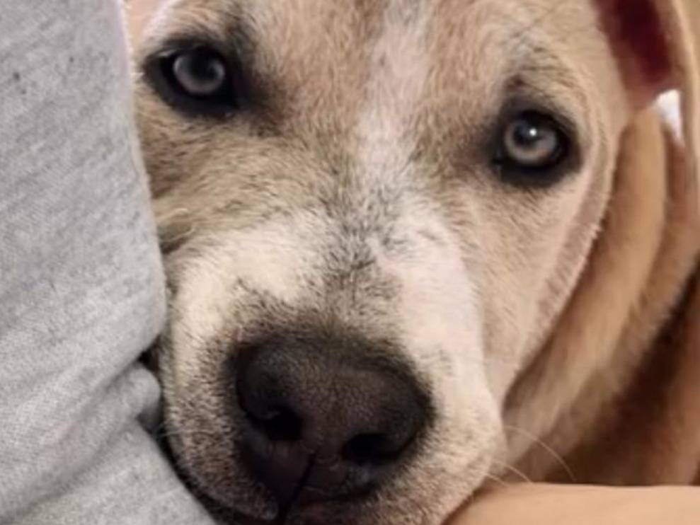 Adotta un cane, femmina, 1 anno e 1 mese, Padova