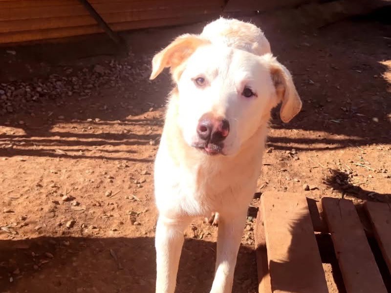 Adotta un cane, maschio, 4 anni e 1 mese, Cosenza