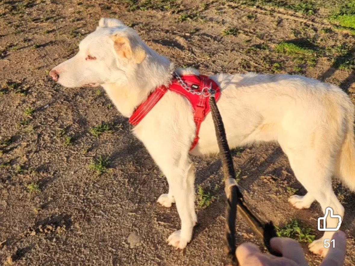 Adotta un cane, taglia grande, maschio, Cosenza