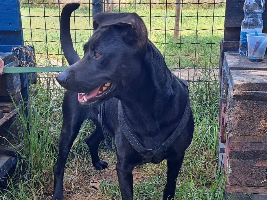 Adozione cane, femmina, Razza sconosciuta Razza sconosciuta, 2 anni e 1 mese, taglia media contenuta, Milano