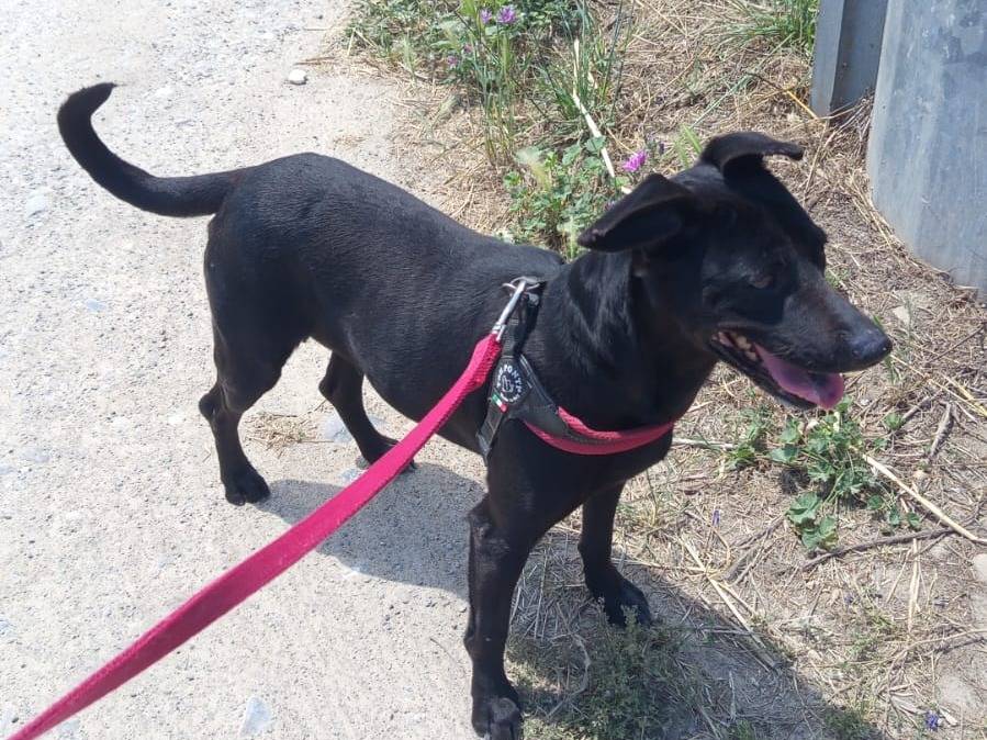 Adotta un cane, femmina, 2 anni e 1 mese, Milano