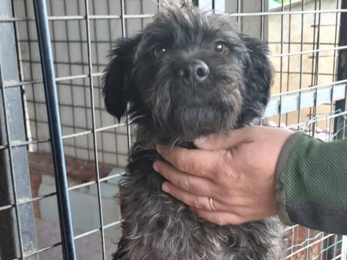 Adozione cane, maschio, Razza sconosciuta Razza sconosciuta, 1 anno e 3 mesi, taglia piccola, Milano