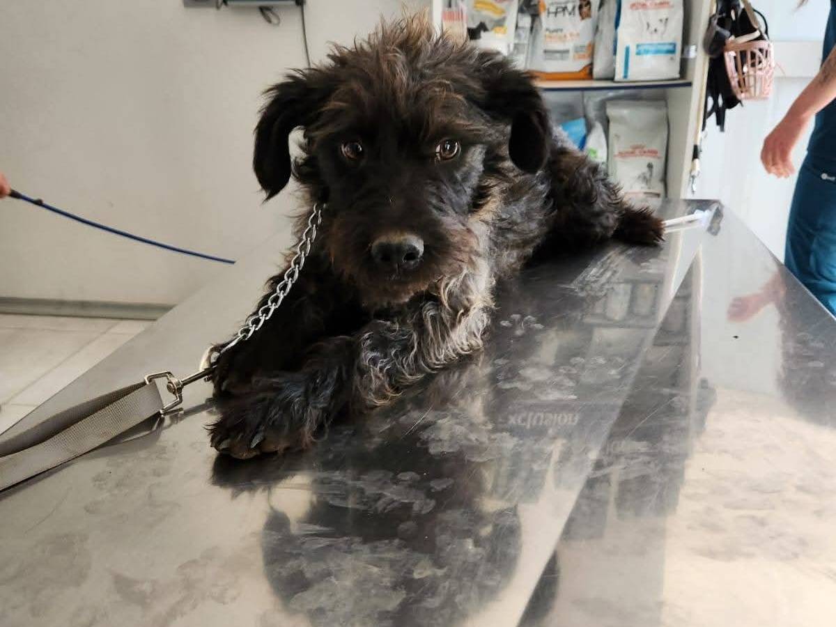 Adotta un cane, maschio, 1 anno e 3 mesi, Milano