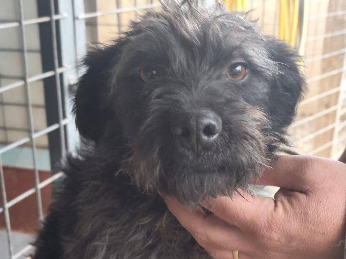 Adotta un cane, taglia piccola, maschio, Milano
