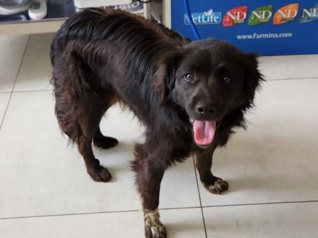Adozione cane, maschio, Razza sconosciuta Razza sconosciuta, 1 anno e 3 mesi, taglia media contenuta, Milano