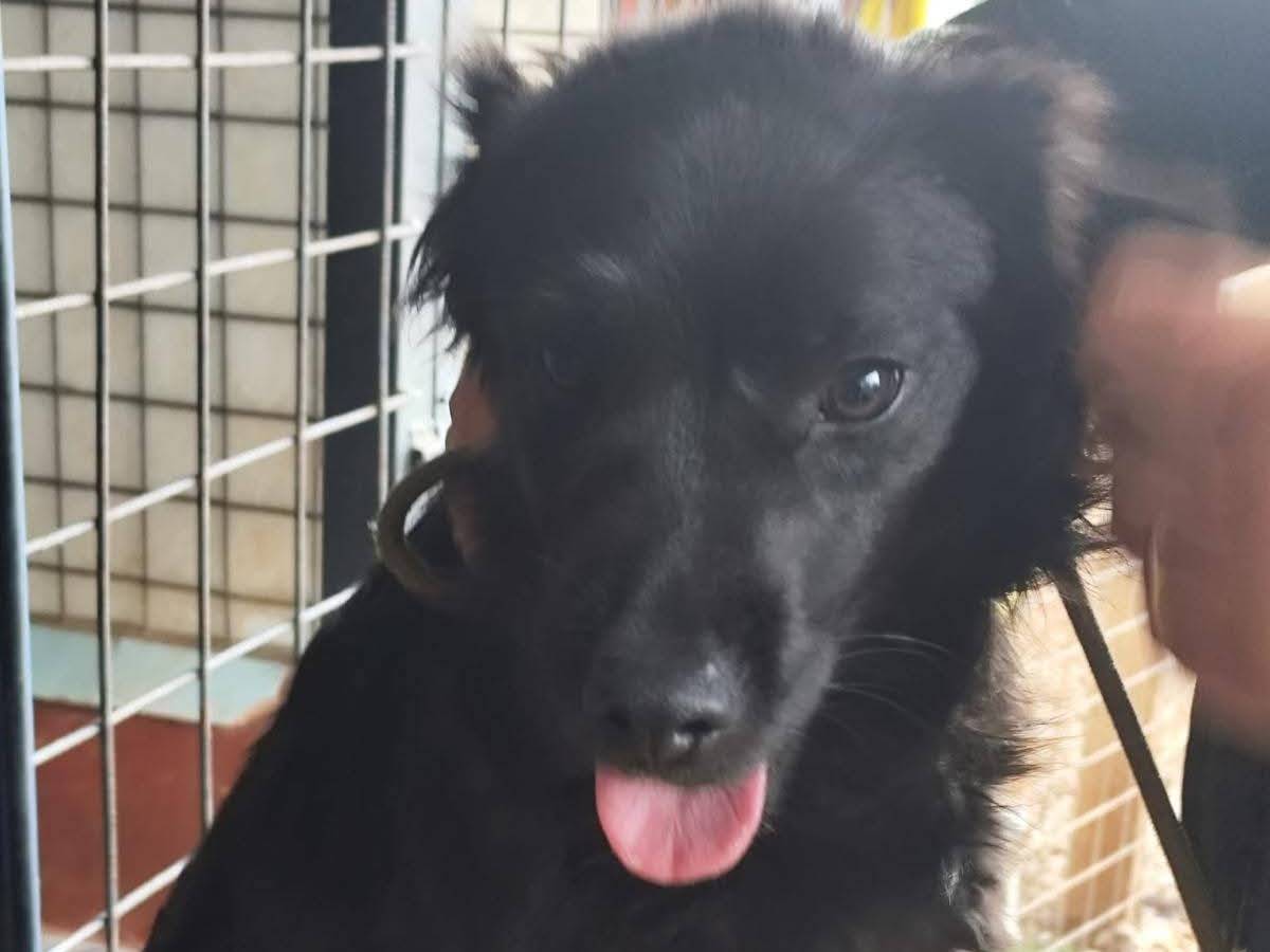 Adotta un cane, maschio, 1 anno e 3 mesi, Milano