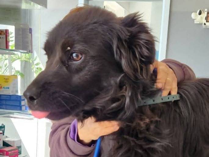 Adotta un cane, taglia media contenuta, maschio, Milano