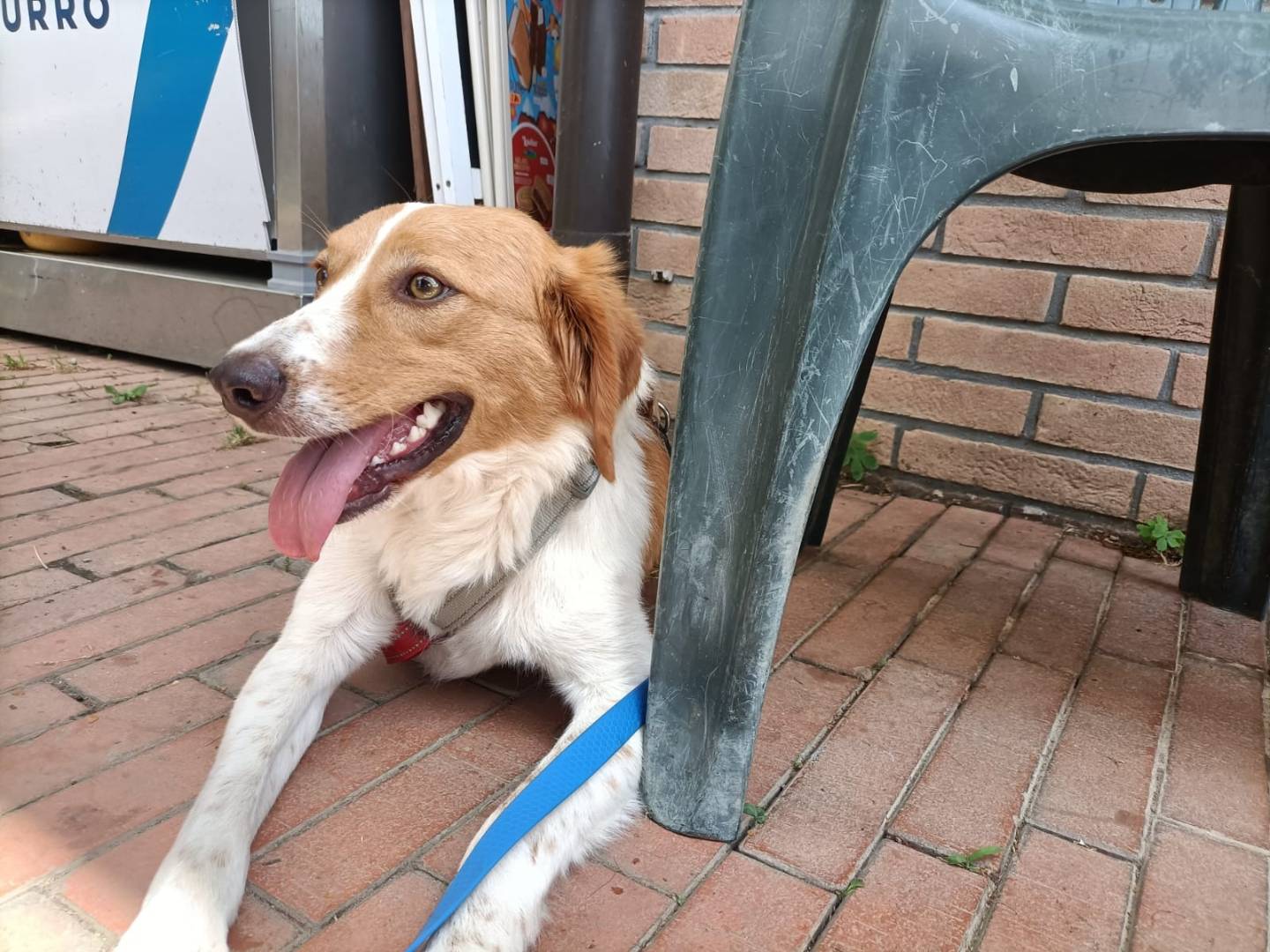 Adotta un cane, taglia media, maschio, Milano