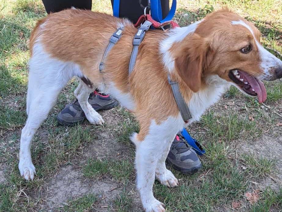 Adotta il cane Livio a Milano