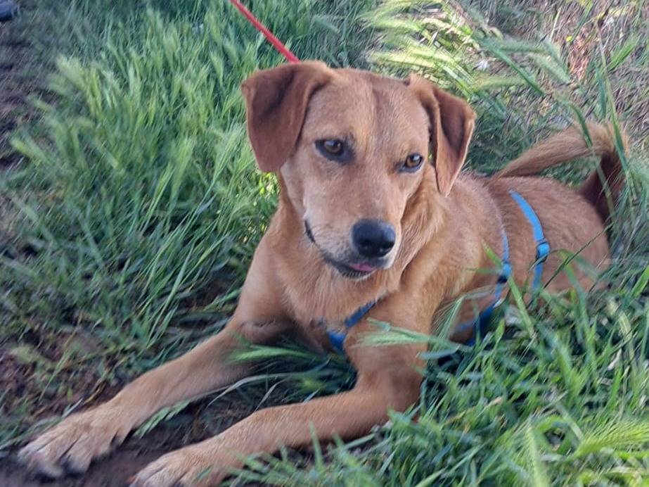 Adozione cane, femmina, Razza sconosciuta Razza sconosciuta, 1 anno e 3 mesi, taglia media contenuta, Milano