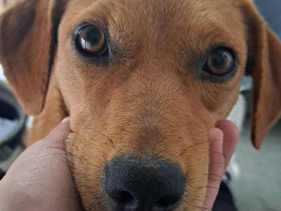Adotta un cane, femmina, 1 anno e 3 mesi, Milano