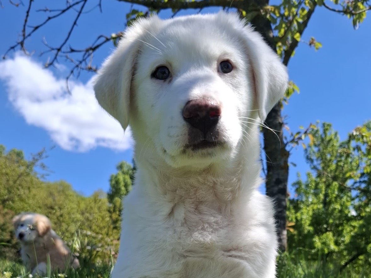 Adozione cane, femmina, Pastore maremmano Razza sconosciuta, 4 mesi, taglia media contenuta, Potenza