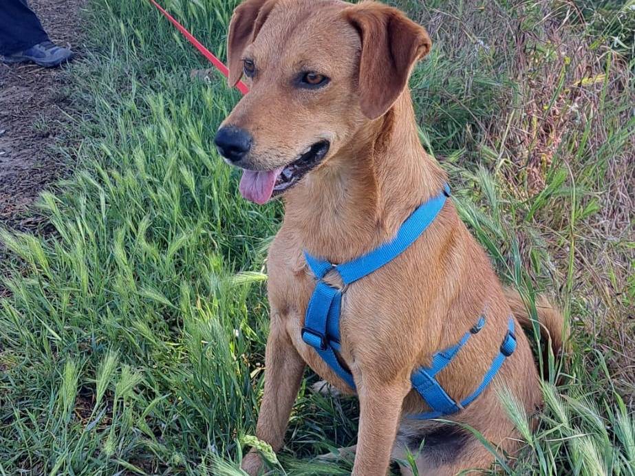 Adotta un cane, taglia media contenuta, femmina, Milano