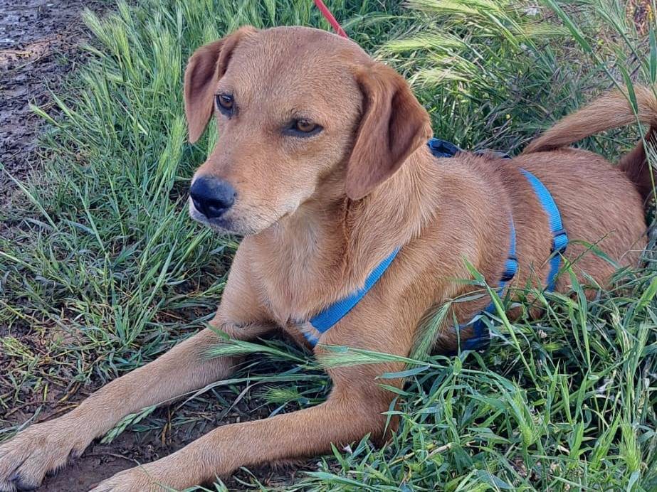 Vuoi adottare un cane a Milano?