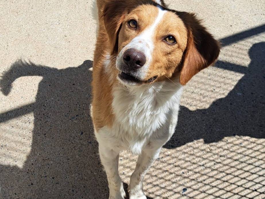 Adozione cane, maschio, Razza sconosciuta Razza sconosciuta, 1 anno e 3 mesi, taglia media, Milano