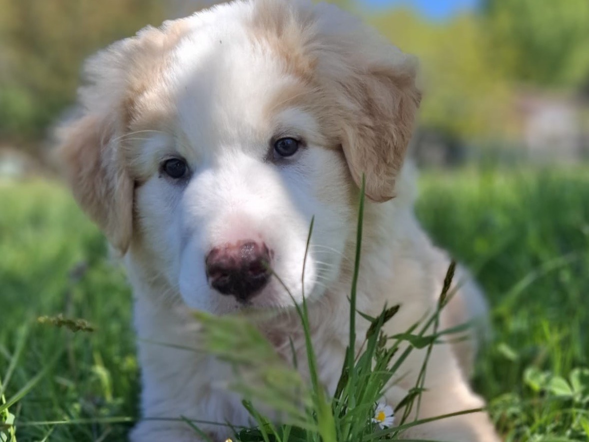 Adozione cane, femmina, Pastore maremmano Razza sconosciuta, 4 mesi, taglia media contenuta, Potenza