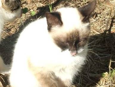Adotta un gatto, taglia non valida, maschio, Genova