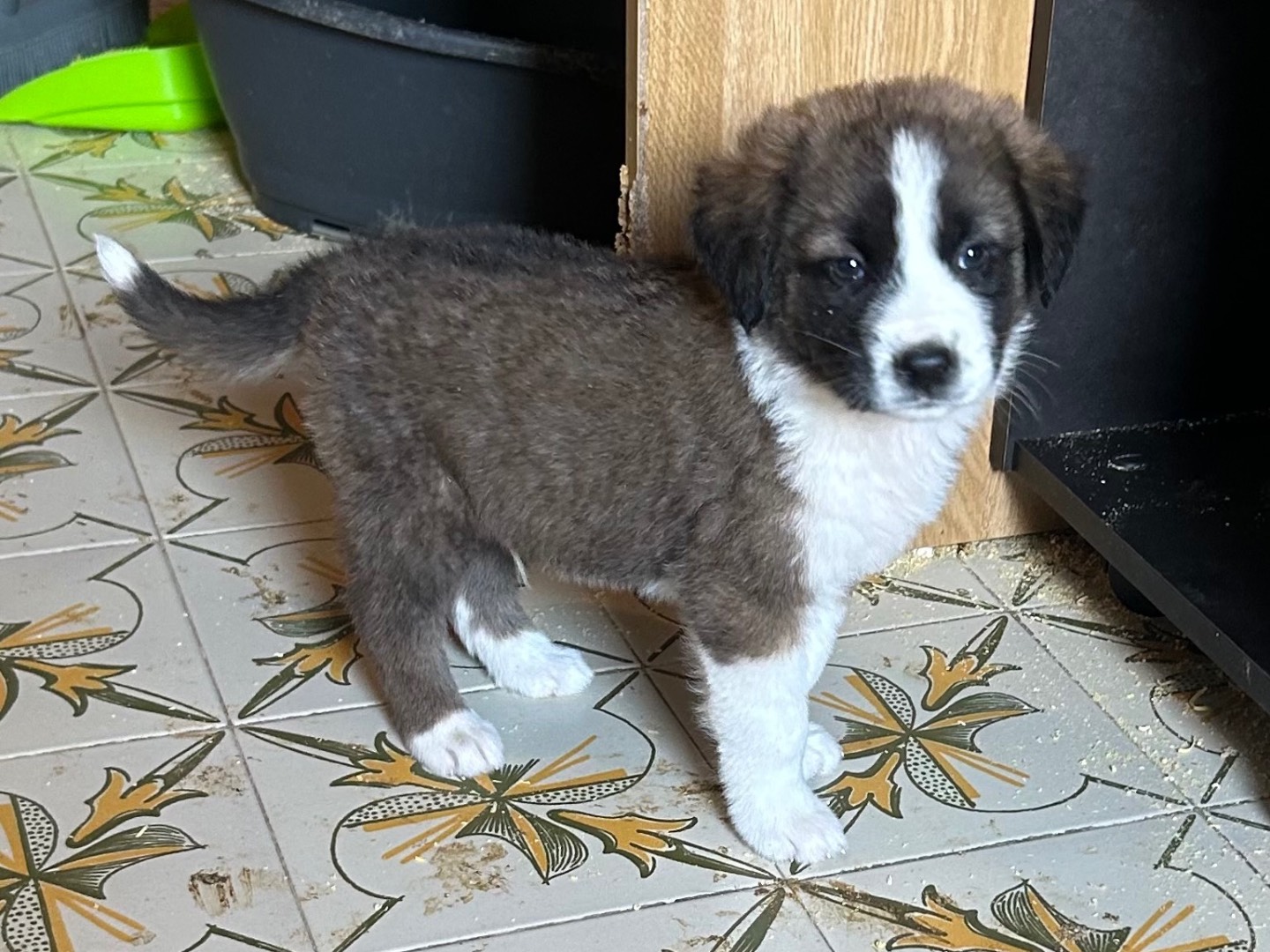 Adozione cane, maschio, Razza sconosciuta Razza sconosciuta, 2 mesi, taglia media, Siracusa