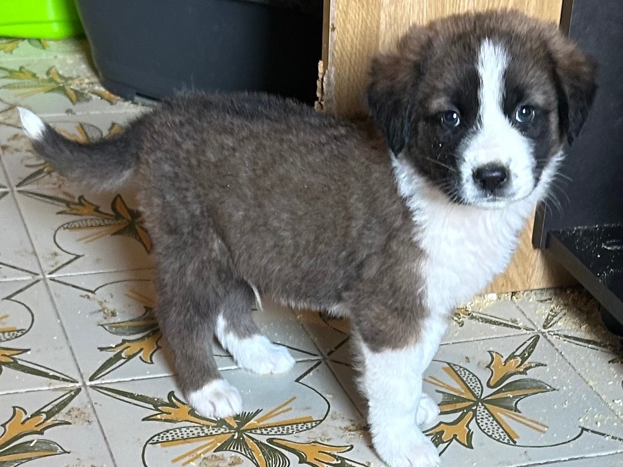 Adotta un cane, maschio, 2 mesi, Siracusa
