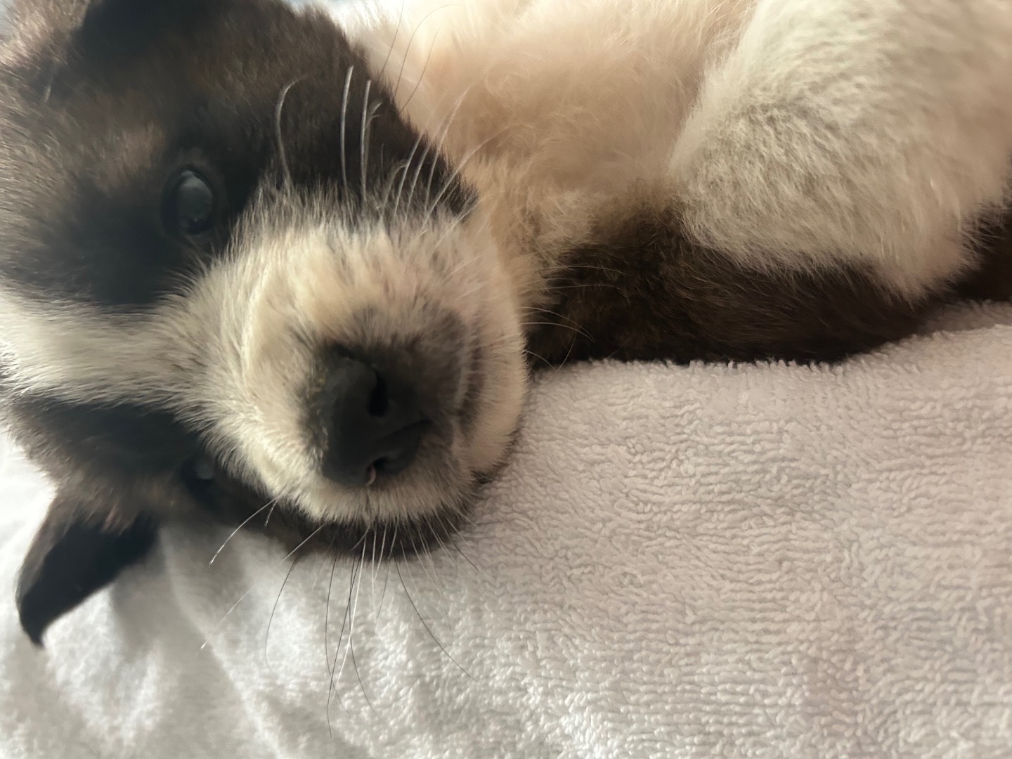 Adotta un cane, taglia media, maschio, Siracusa