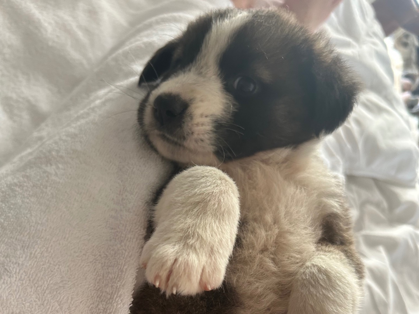Vuoi adottare un cane a Siracusa?