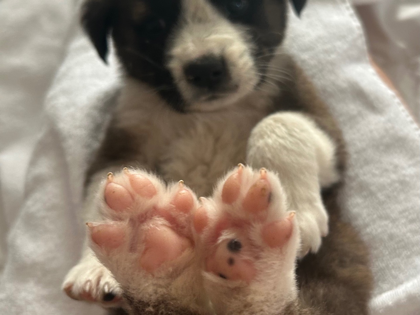 Adotta il cane Cody a Siracusa