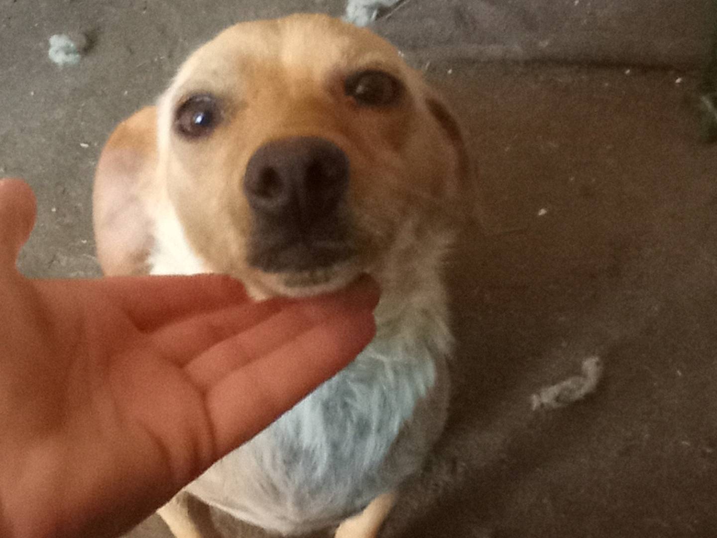 Adozione cane, femmina, Razza sconosciuta Razza sconosciuta, 1 anno e 5 mesi, taglia piccola, Catanzaro