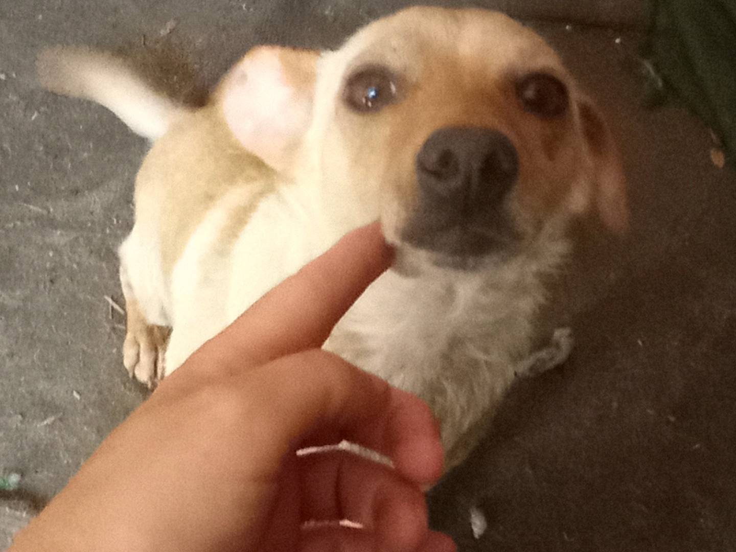 Adotta un cane, femmina, 1 anno e 5 mesi, Catanzaro