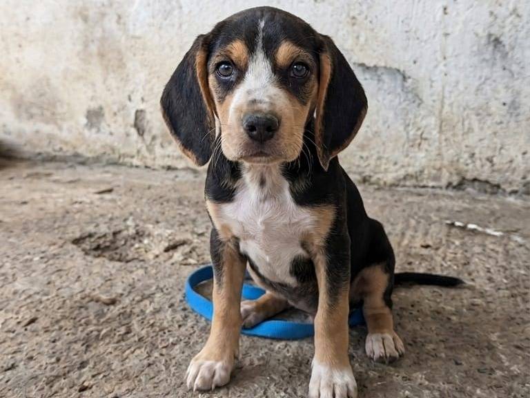 Adozione cane, femmina, Segugio Razza sconosciuta, 3 mesi, taglia media contenuta, Crotone