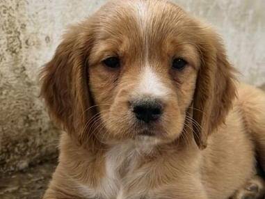 Adozione cane, maschio, Segugio Razza sconosciuta, 3 mesi, taglia media contenuta, Crotone