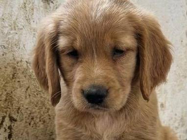 Adozione cane, maschio, Segugio Razza sconosciuta, 3 mesi, taglia media contenuta, Crotone