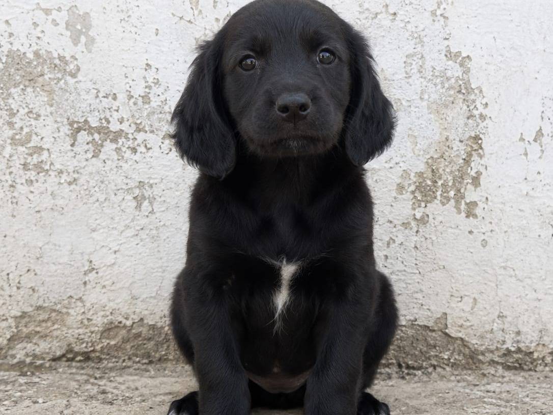 Adozione cane, femmina, Segugio Razza sconosciuta, 3 mesi, taglia media contenuta, Crotone
