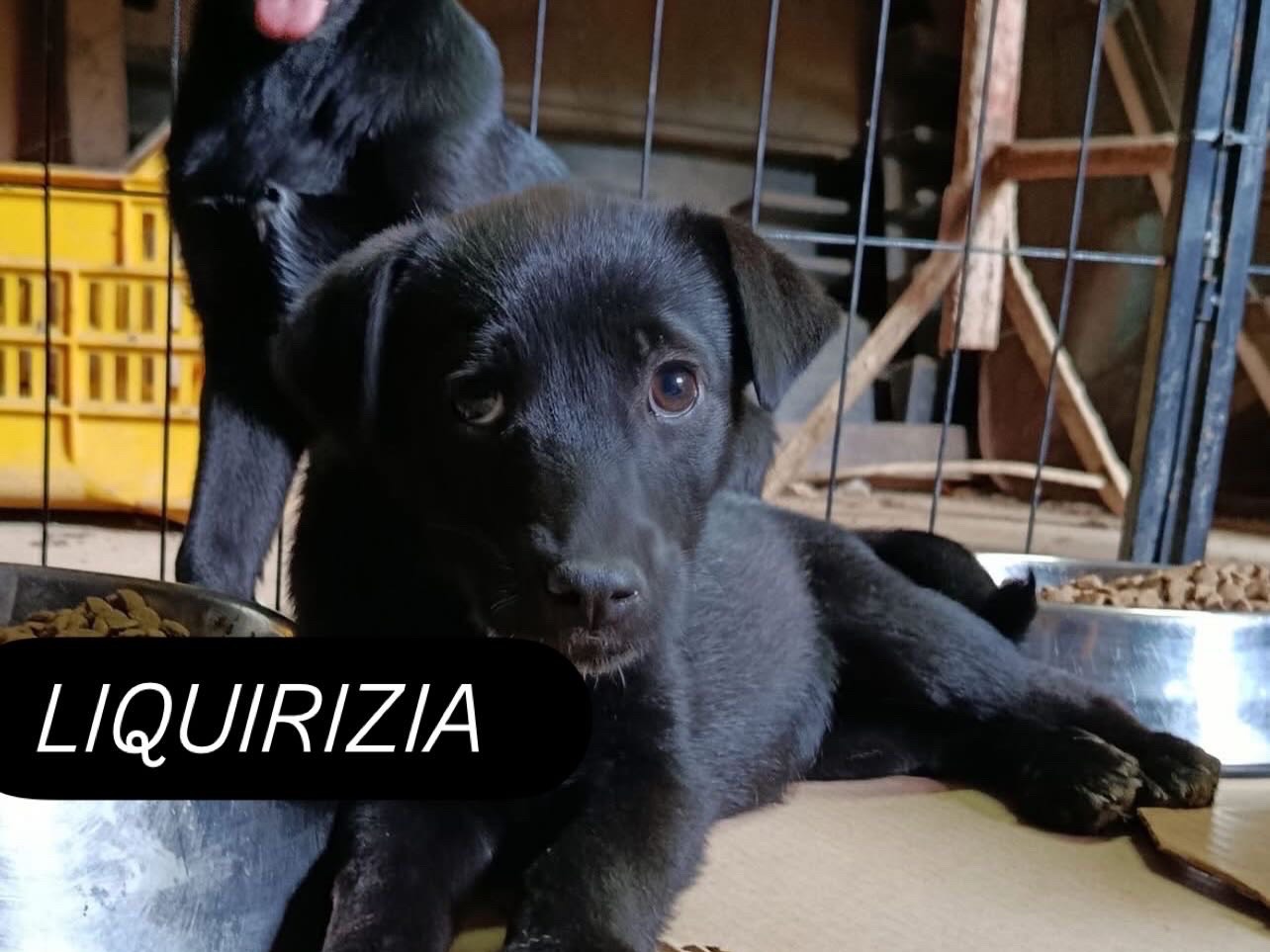 Adozione cane, femmina, Razza sconosciuta Razza sconosciuta, 4 mesi, taglia media contenuta, Avellino