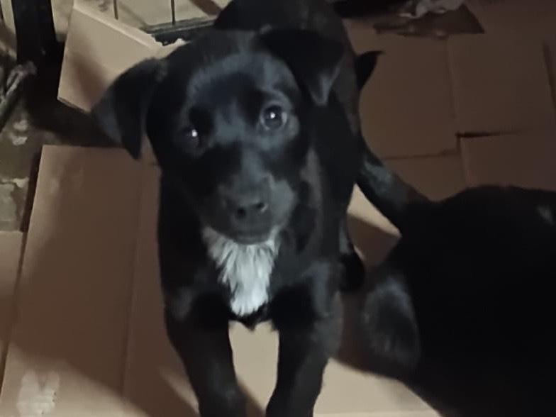 Adotta un cane, femmina, 4 mesi, Avellino