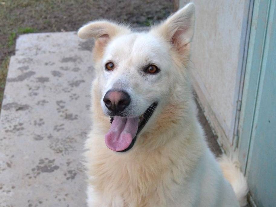Adotta un cane, femmina, 4 anni e 5 mesi, Pavia
