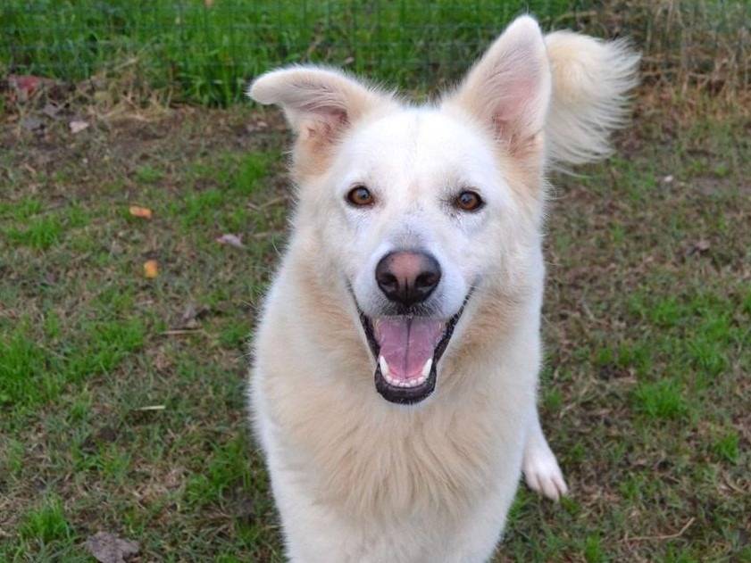 Adotta un cane, taglia media, femmina, Pavia