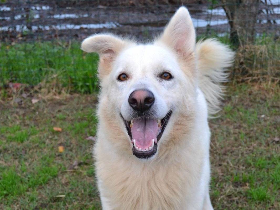 Vuoi adottare un cane a Pavia?