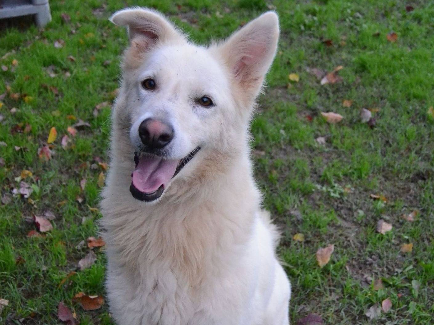 Adotta il cane Gelsomina a Pavia