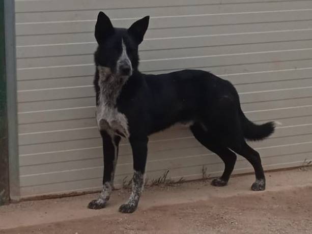 Vuoi adottare un cane a Como?