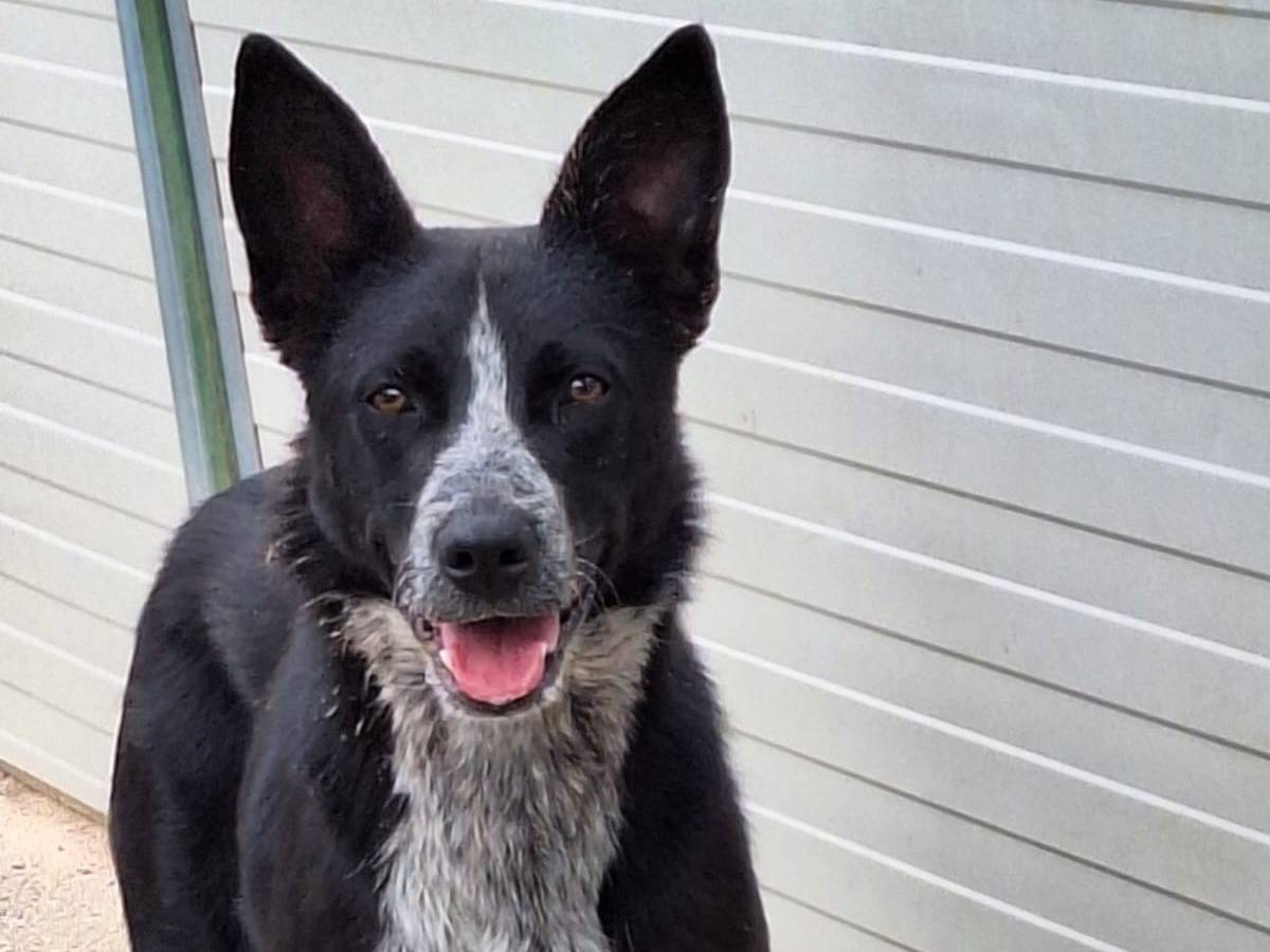 Adotta il cane Valzer a Como