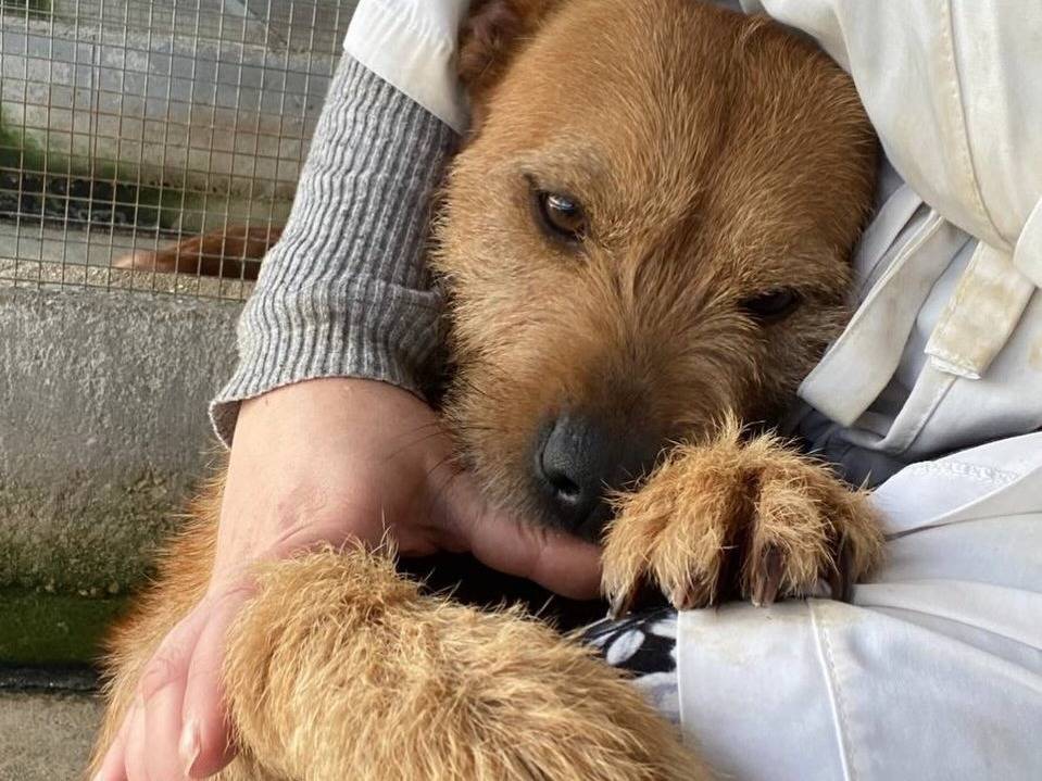 Adozione cane, maschio, Spinone Razza sconosciuta, 3 anni e 1 mese, taglia media, Latina