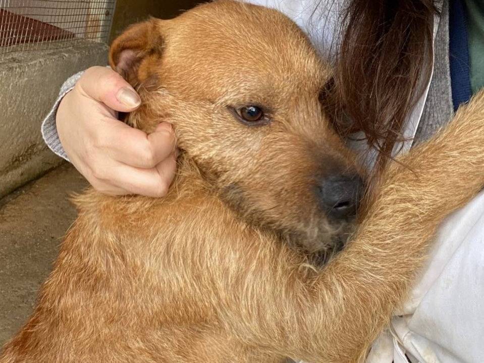 Adotta un cane, maschio, 3 anni e 1 mese, Latina