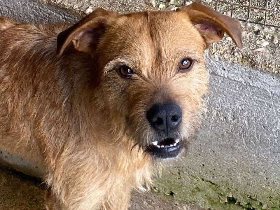 Adotta un cane, taglia media, maschio, Latina
