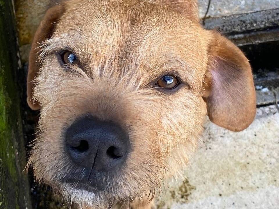 Vuoi adottare un cane a Latina?